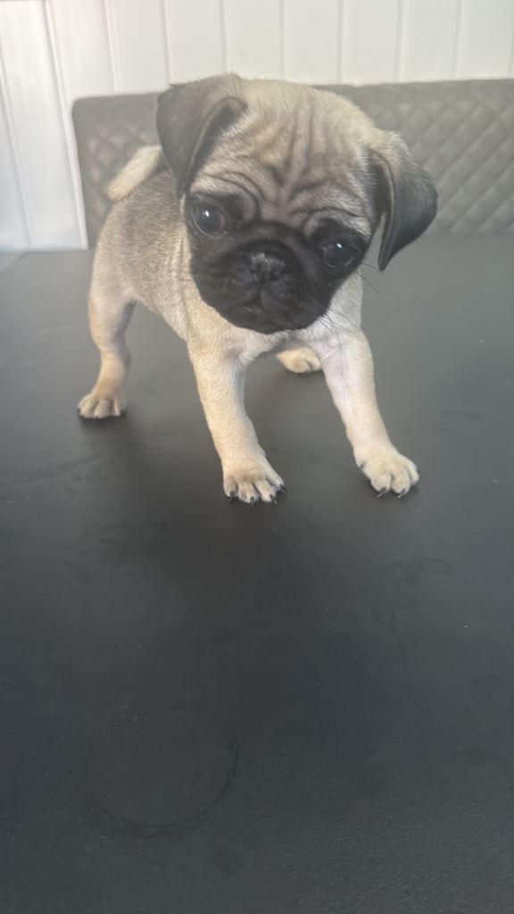 Puppies 3 female left 