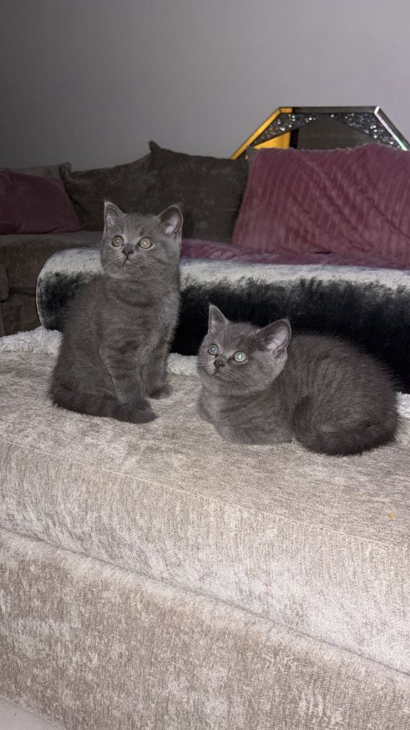 Last 2 boys British shorthair 