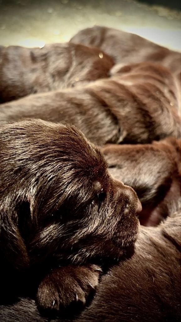 Chocolate Labrador Puppies