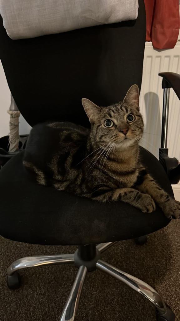 Tabby Male - 7 year olds - rehoming 