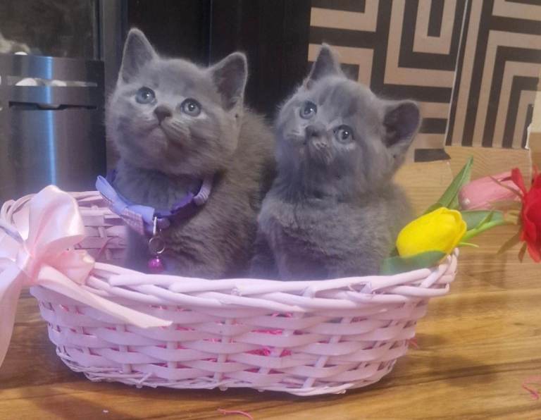 BSH Kittens for sale
