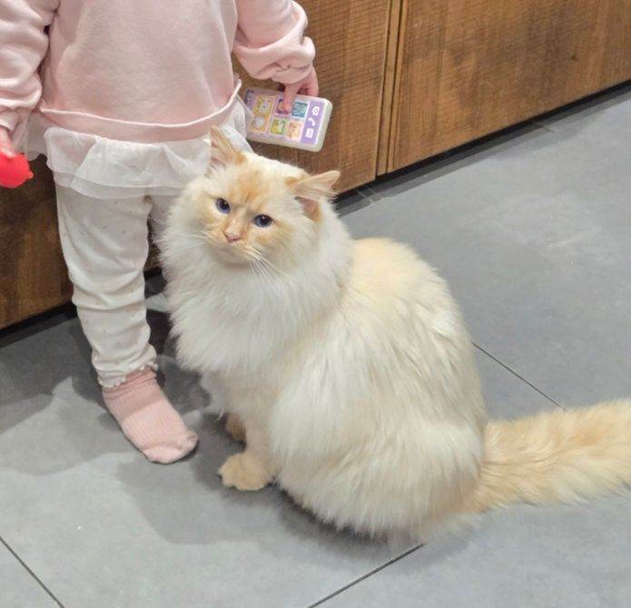 1 Year Old Male Ragdoll 