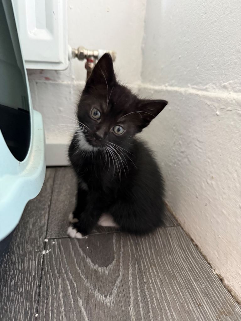 Kittens 