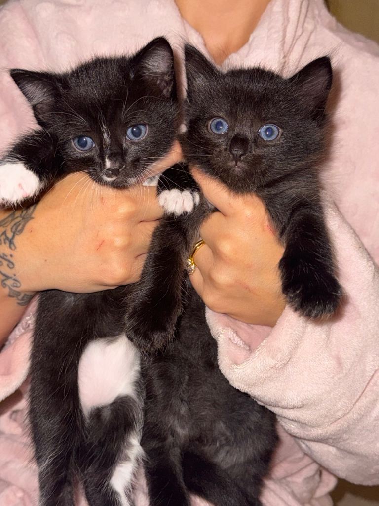 Russian Blue X Tuxedo Kittens