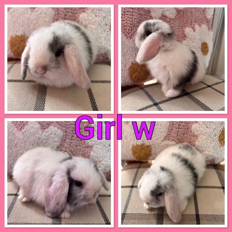 Mini lop baby rabbits 