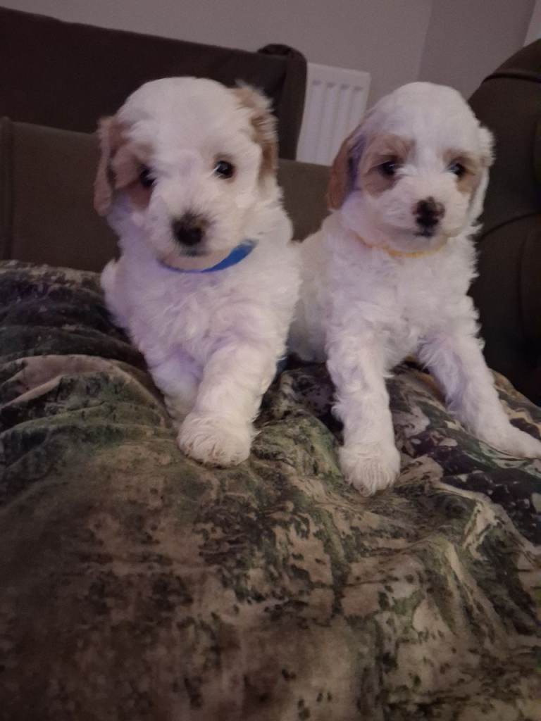 Stunning Maltipoo Puppies