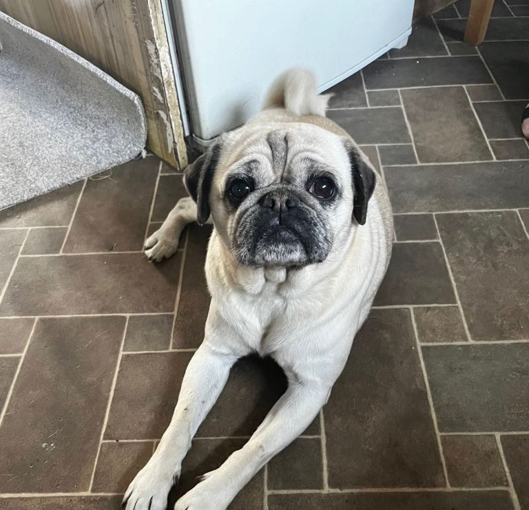 Beautiful pug female age 6 for sale