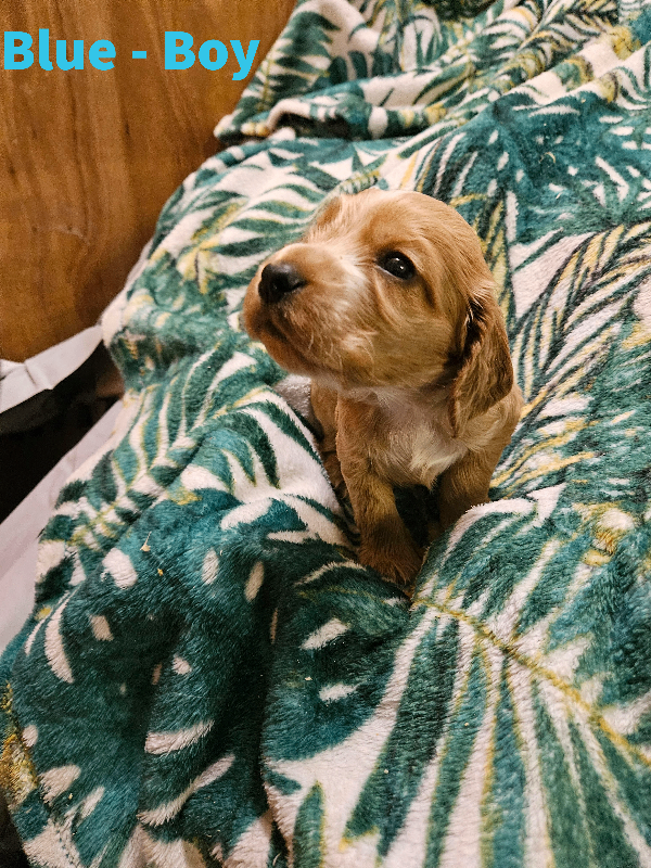 Stunning show type KC Registered Cocker Spaniel Puppies