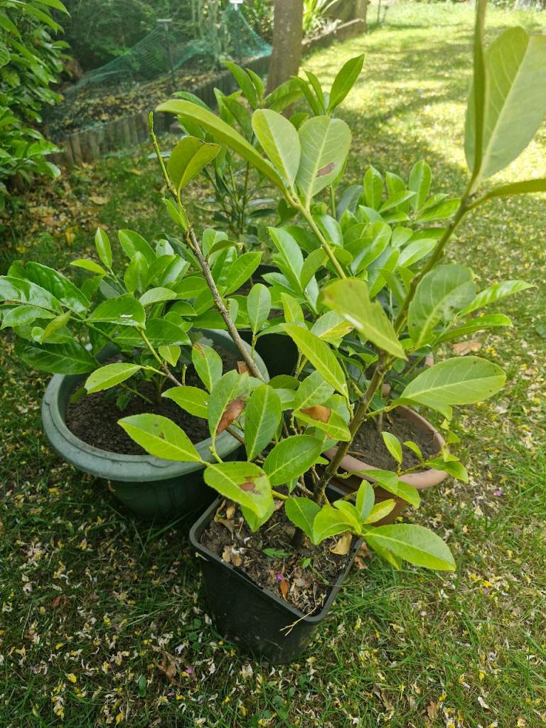 Laurel Hedge Plants