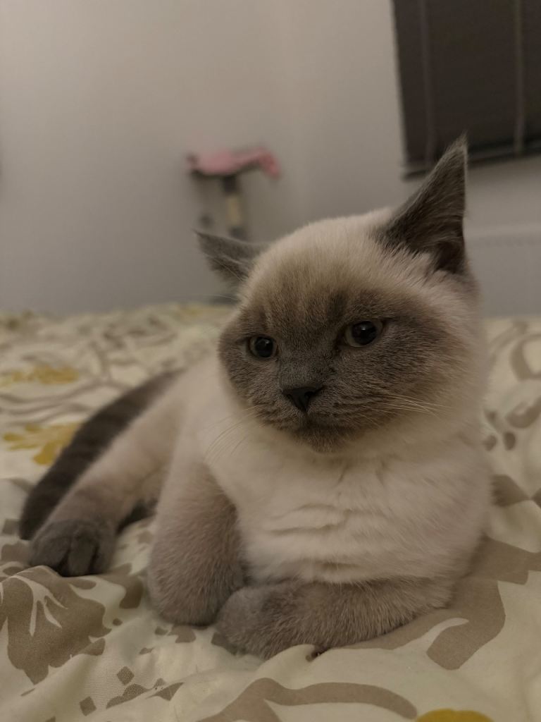 Lovely colourpoint BSH ready for a new home 