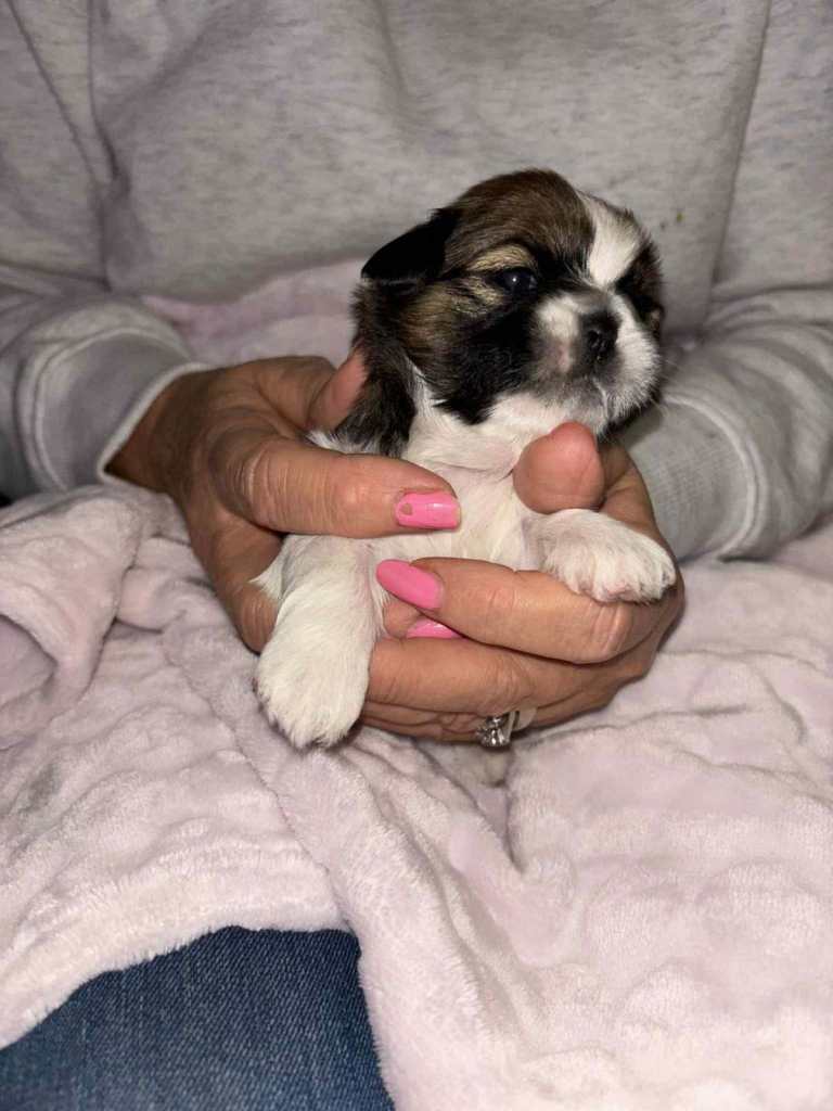Shihtzu puppies