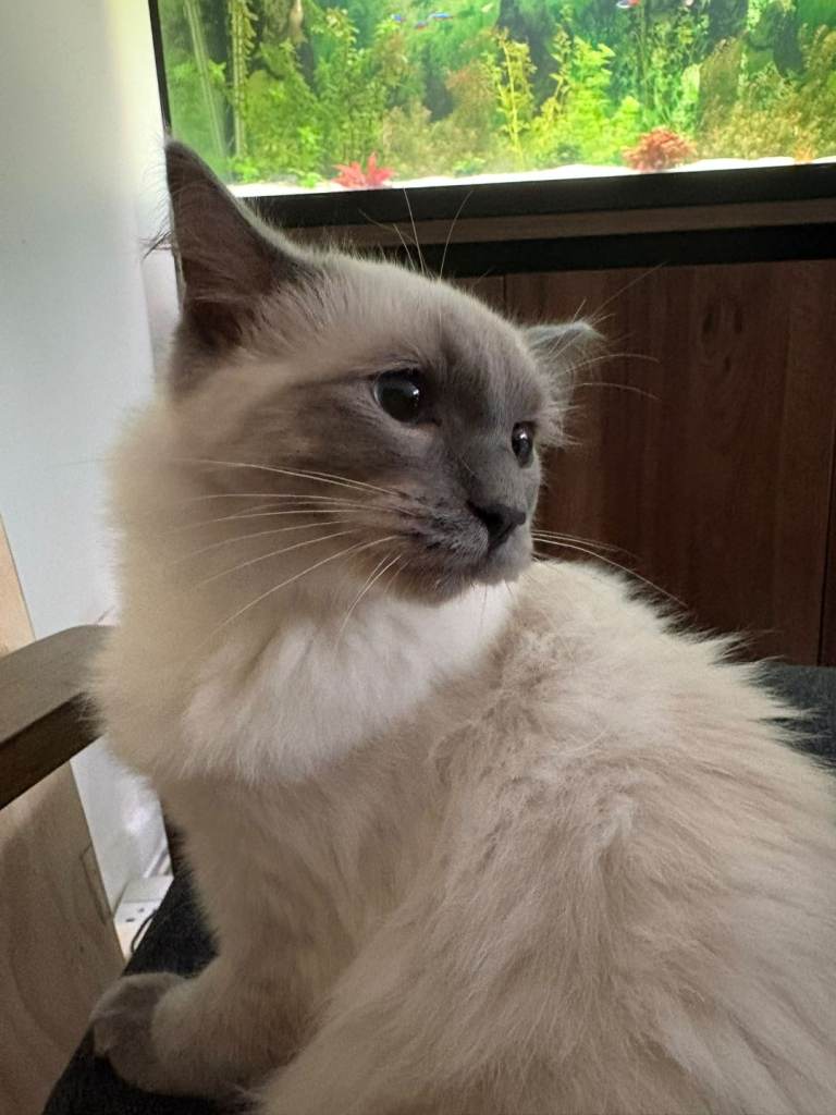Ragdoll Kitten