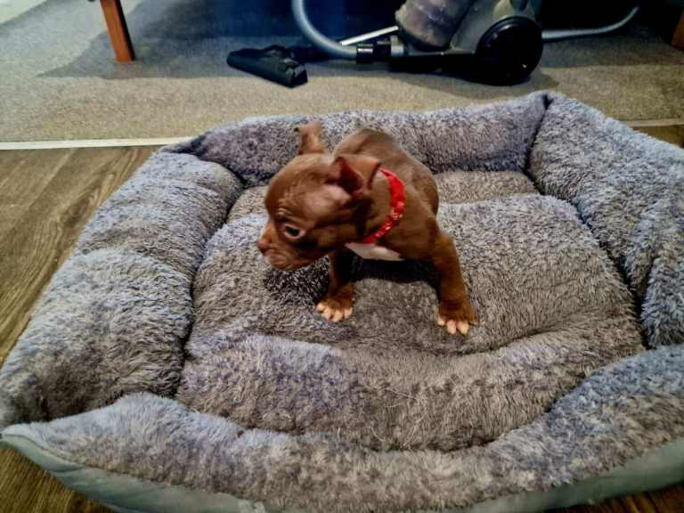 Exotic Micro (Pocket) Bully Puppies – ABR Registered 