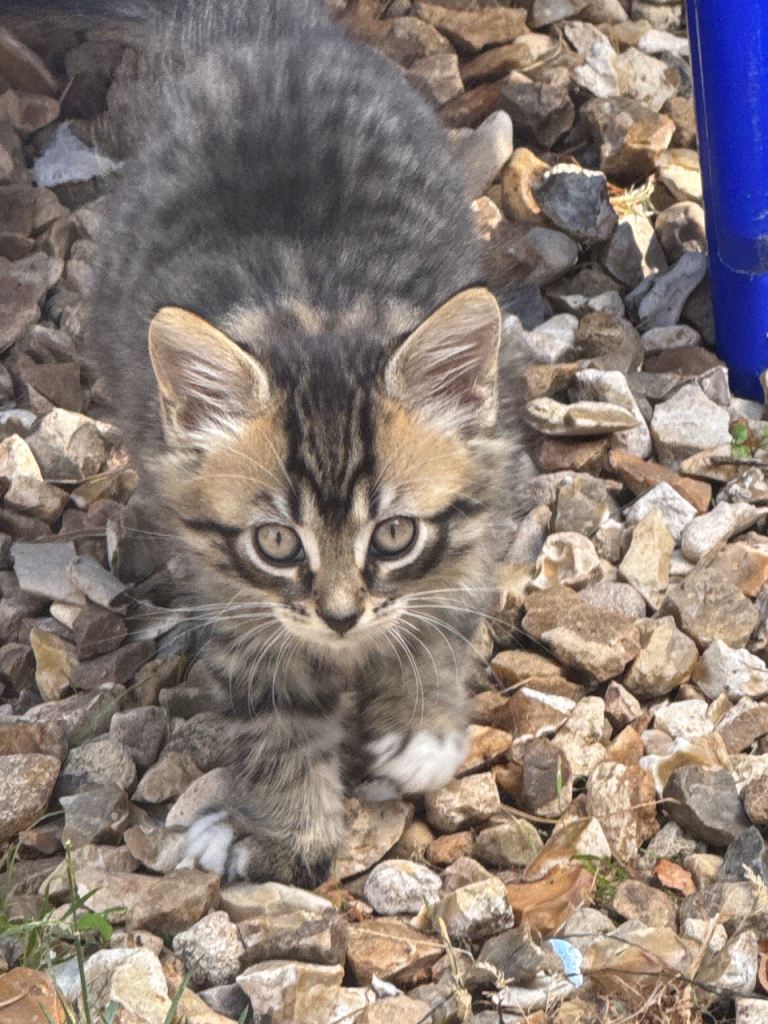 Cat and kittens 