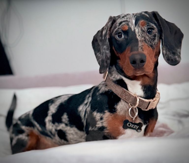 Loving 9 month old dappled dachshund for sale 