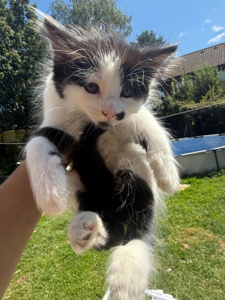 Kittens 