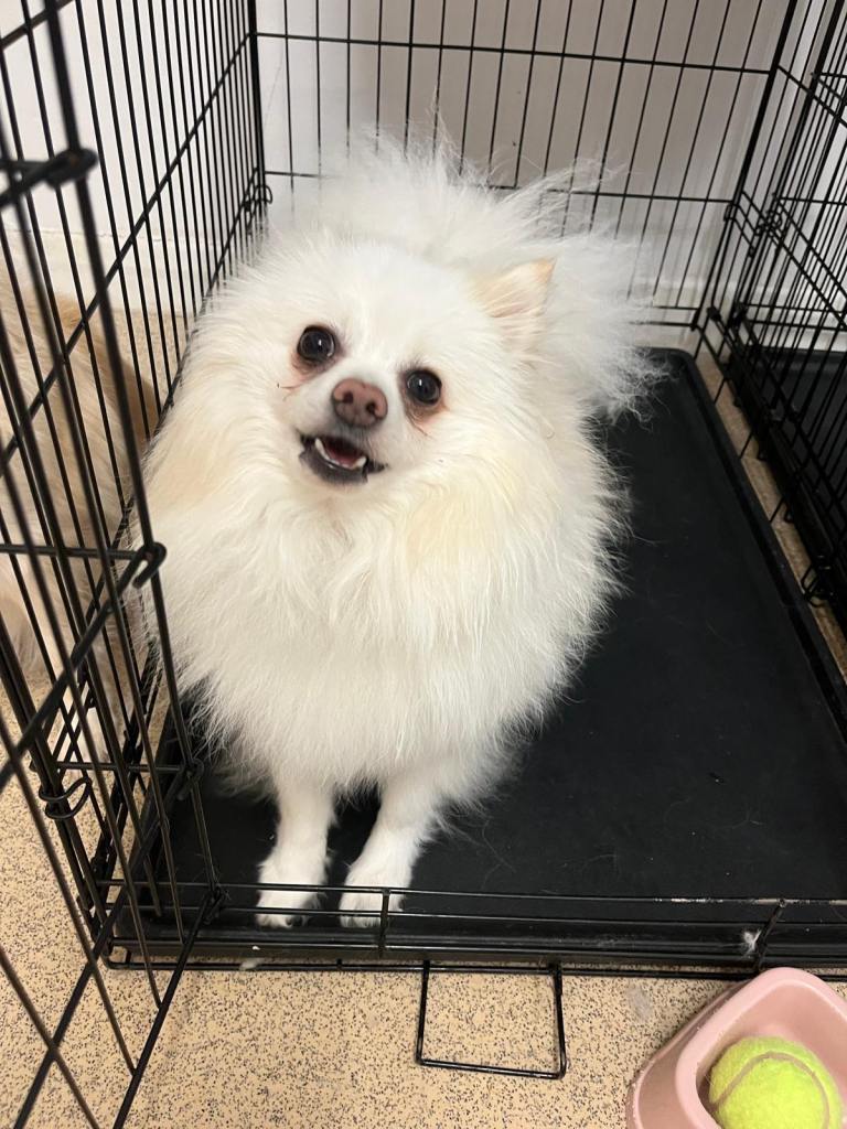 Pomeranian for sale 