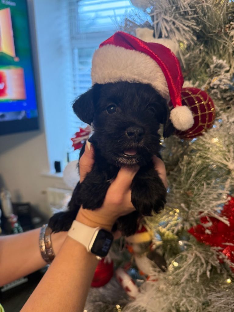 Miniature schnauzer pups 