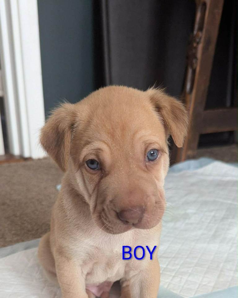 German shepherd cross spaniel/staff