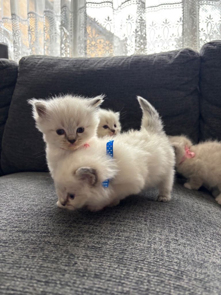 4 Beautiful ragdoll looking for family 🐱🌟