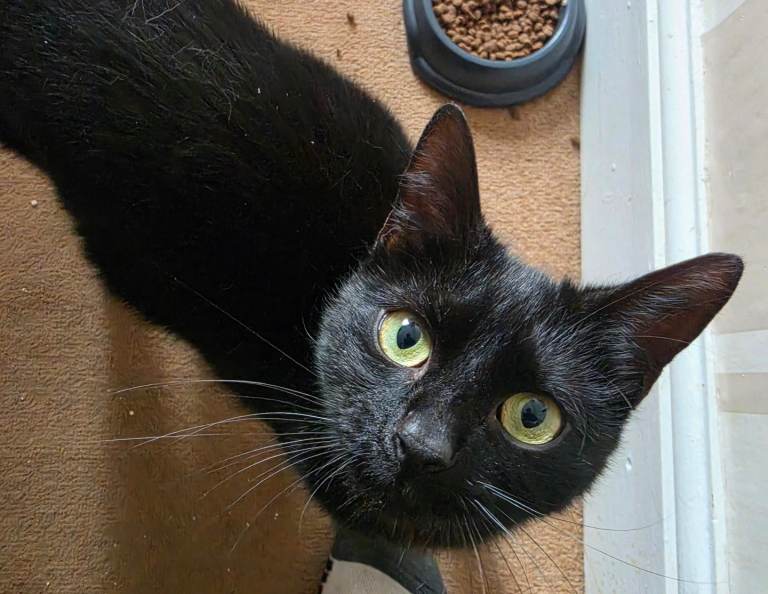 6m-1yr old (apx.) Black Female Cat