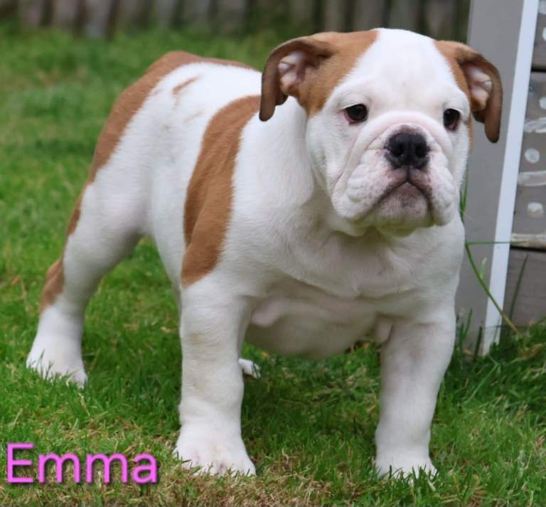 KC Registered English Bulldog Puppies
