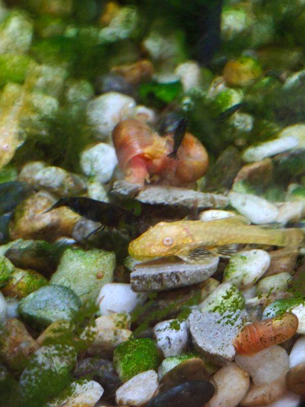 Blue shrimp, bristelnose pleco and snails