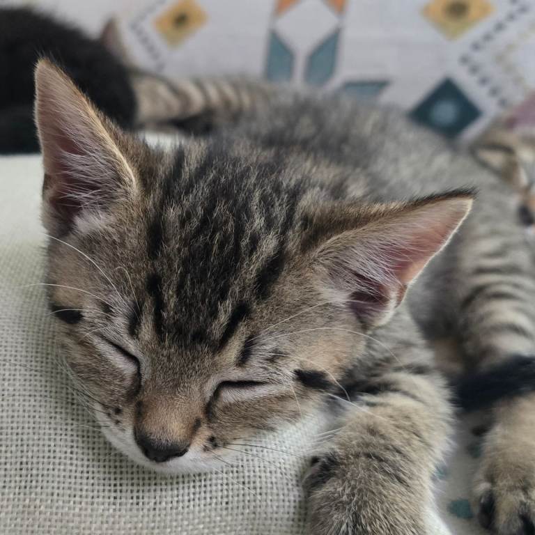7 Adorable Black/Tabby Kittens