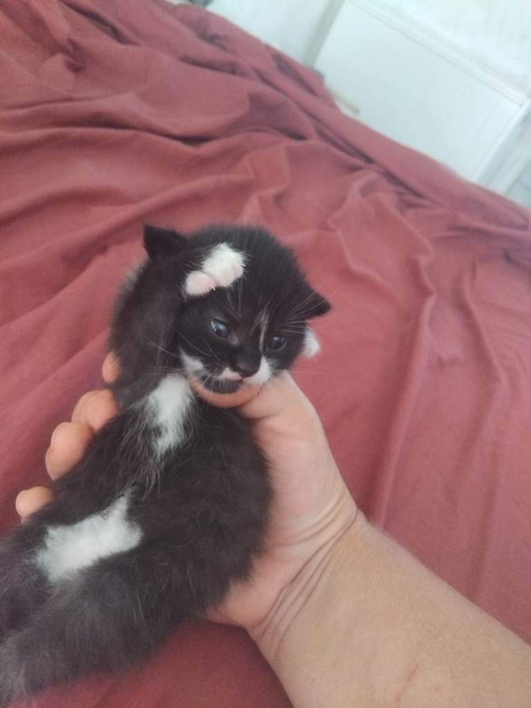 Kittens