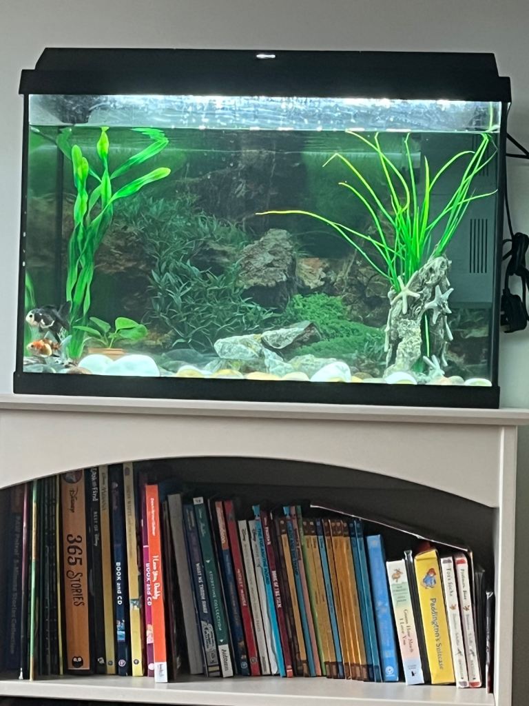 baby Oranda fish/ goldfish  and 70ltr tank 