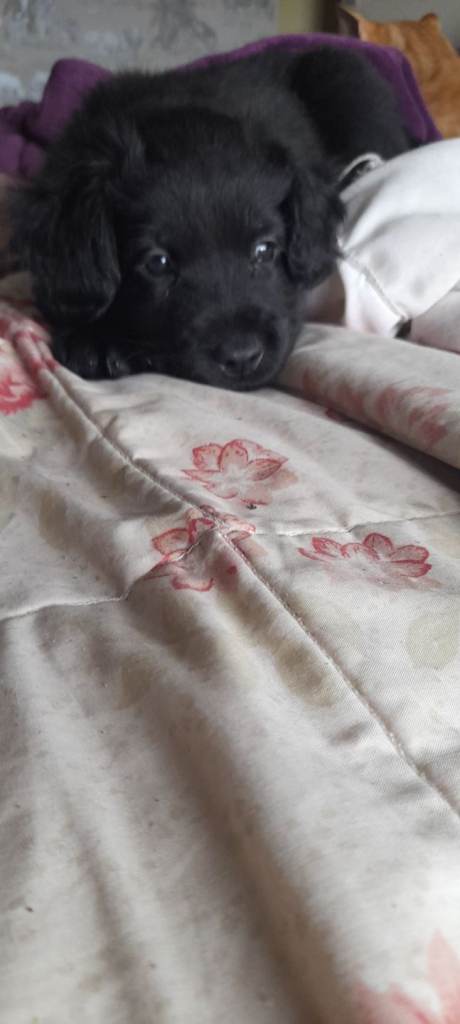 READY TO LEAVE TOMORROW FROM VETS