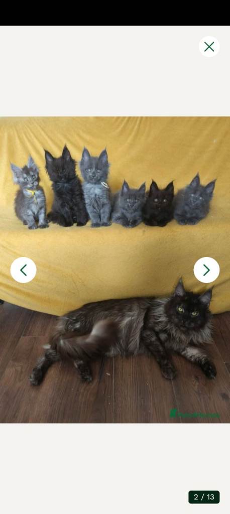 Maine coon kittens ready now TICA