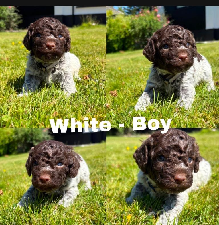 Lagotto Romagnolo Puppies (Italian Water dogs)