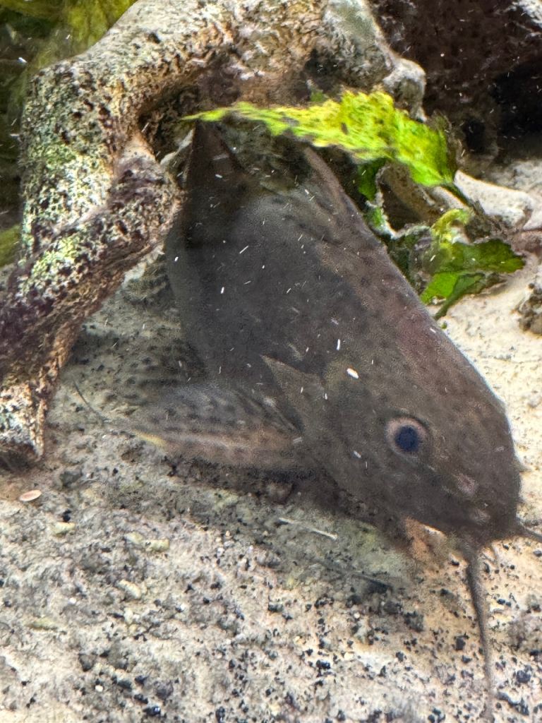 Tropical fish and discus 