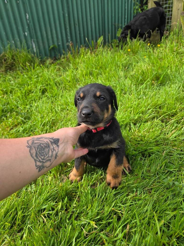 NZ Huntaway puppies