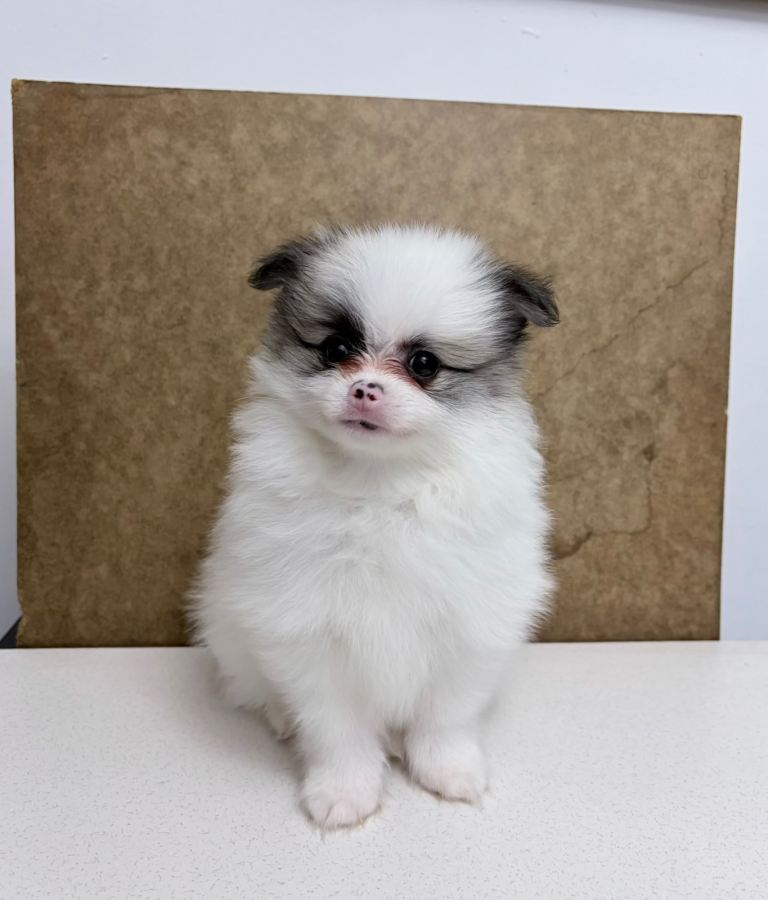 Price Reduce Last Pomeranian Male!