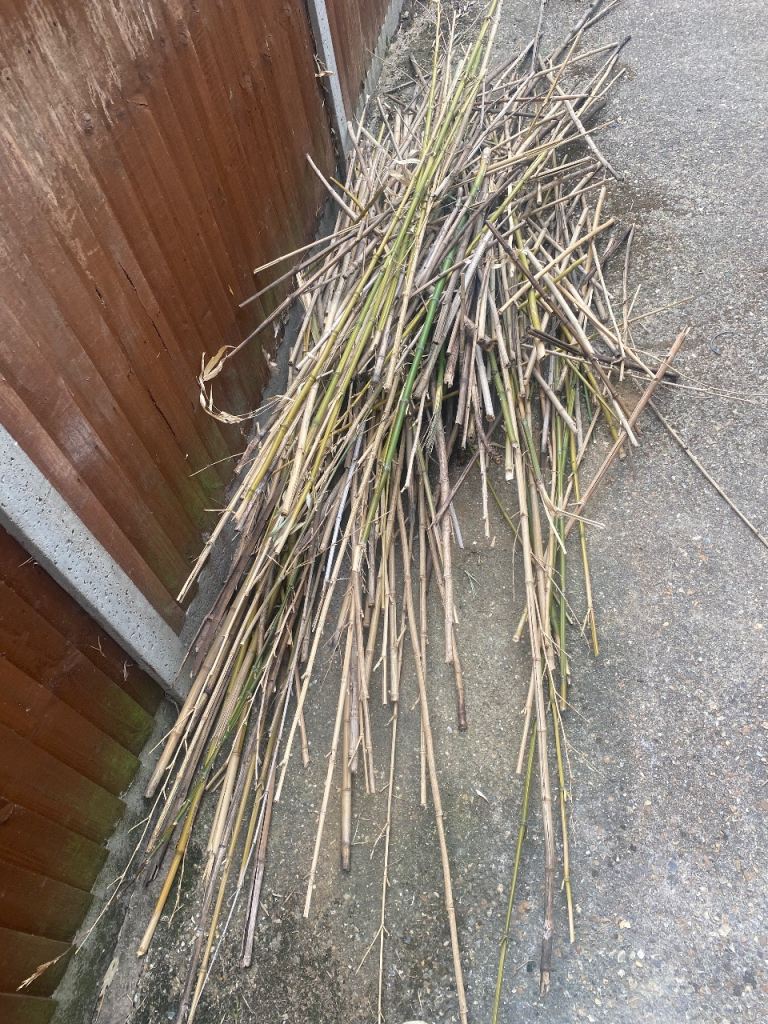 Free bamboo canes 