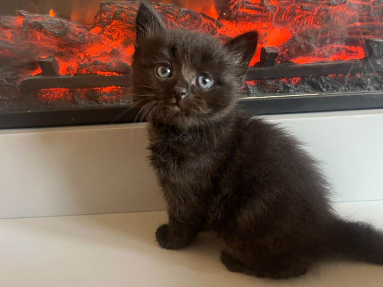 Ragdoll cross kittens 