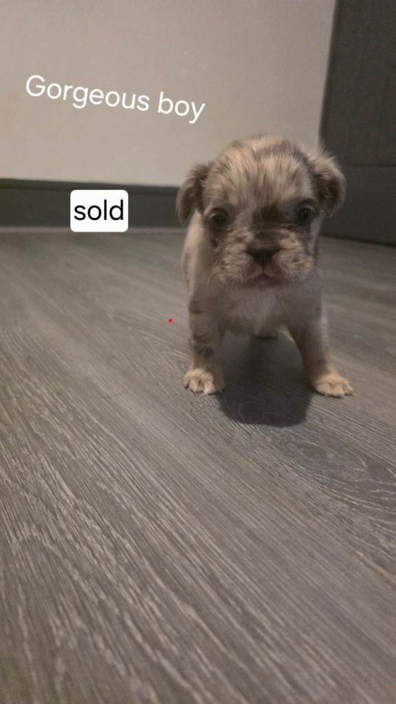 Dwkc registered fluffy french bulldog puppies