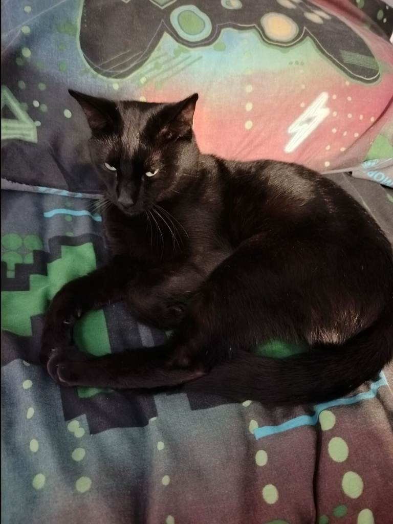 Black cat