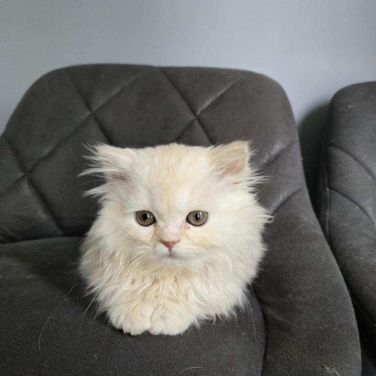 Scottish Straight Kittens