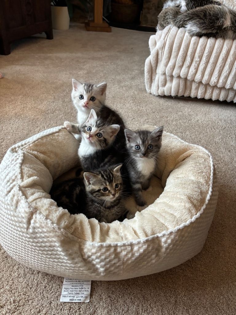 Gorgeous part ragdoll kittens!!
