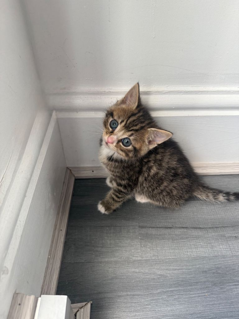 Beautiful mix tabby kittens for sale 
