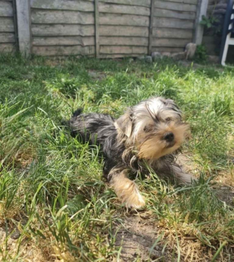 Purebreed Yorkshire Terrier