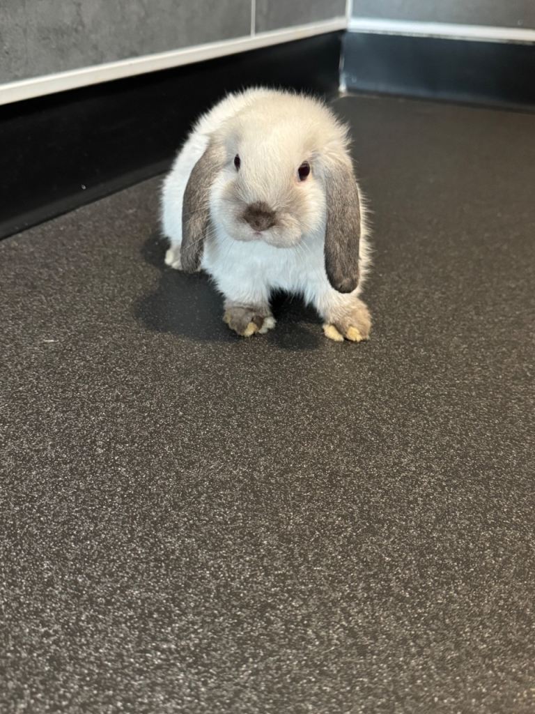 Baby bunny 