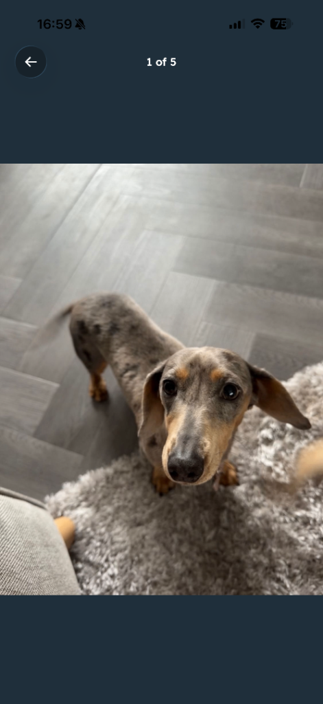Female dapple miniature dachshund 