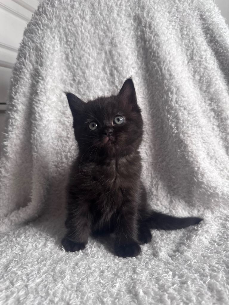 British shorthair x ragdoll kitten girl 