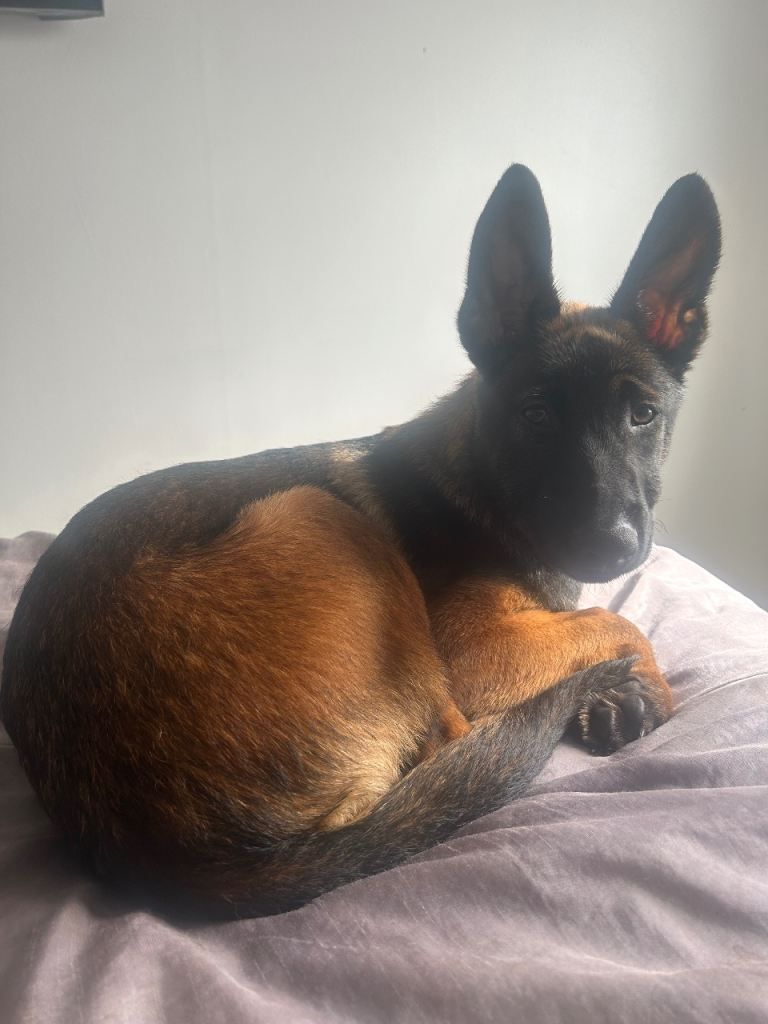 4 month old Belgian Malinois 