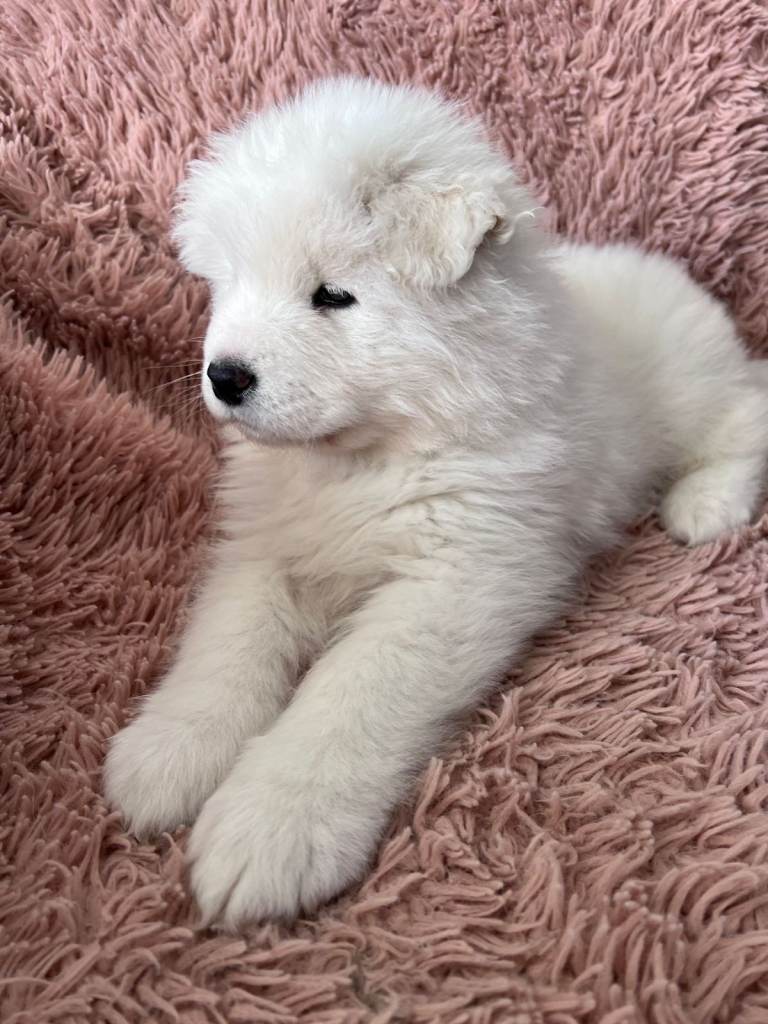 Samoyed puppy ready to leave now!