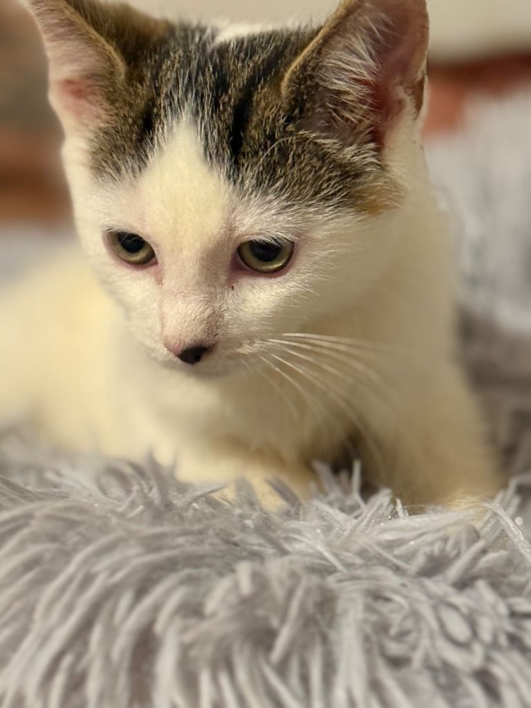 Beautiful mix of tabby 😍and domestic short kittens✨